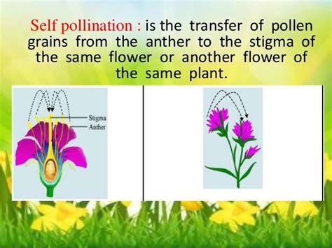 Explain Difference Between Cross Pollination And Self Pollination In