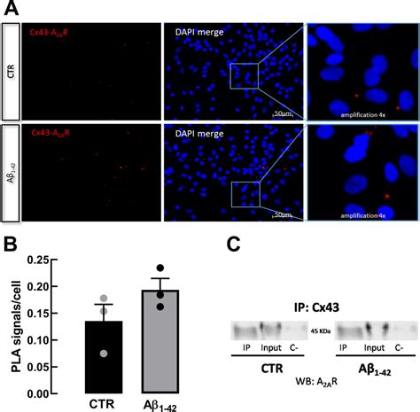 A2ar And Cx43 Are Physically Associated In Control And In Download