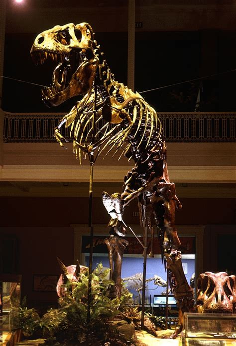 T Rex In Its Old Pose Image Credit Carnegie Museum Of Natural