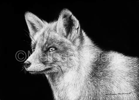 Red Fox | Reproduction | Melissa Helene