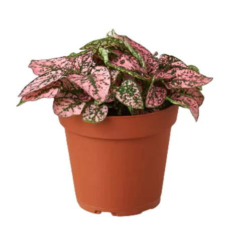 Pink Polka Dot Plant | Plant Addicts