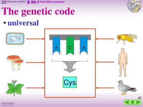 Ppt G6pd Deficiency Powerpoint Presentation Free Download Id3579275