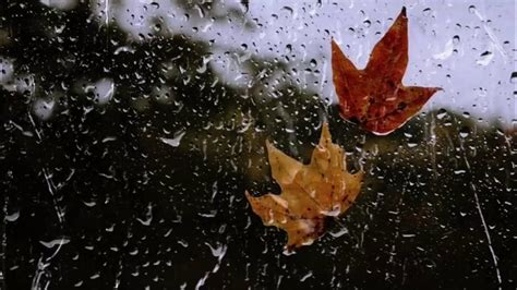 Autumn Leaves With Raindrops Live Wallpaper