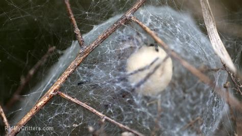 How To Get Rid Of Spider Eggs Before They Hatch