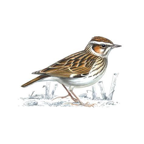 Woodlark Bird Facts | Lullula Arborea