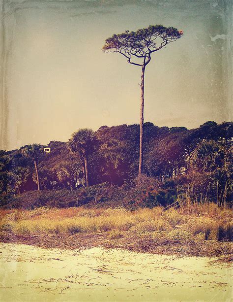 Vintage South Carolina Pine Tree Photograph by Phil Perkins - Fine Art ...