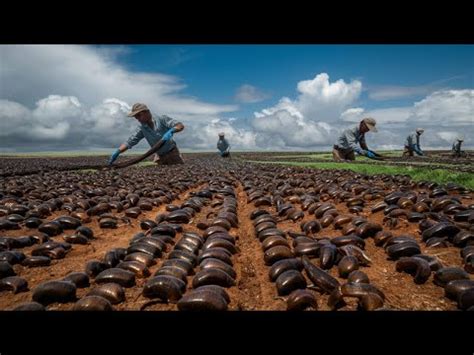 Petani Cina Membudidayakan Miliaran Linta Untuk Dimakan Satu Negara