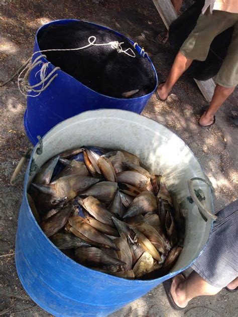Penang Kini - La ni musim siput kemudi kot noo? Ramai... | Facebook