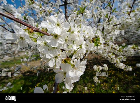 Cherry Blossom In Orchard Stock Photo Alamy