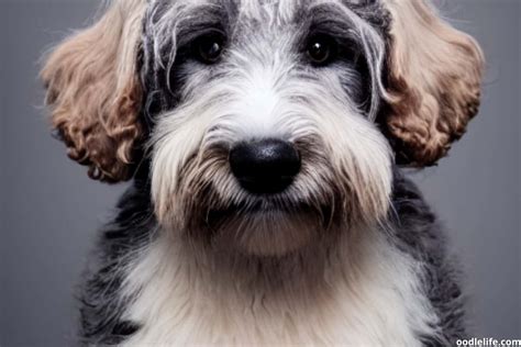 Blue Merle Labradoodle Guide Oodle Life