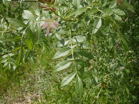 Freixo Folhas Fraxinus Angustifolius Vidaterra Wordpress Pedro