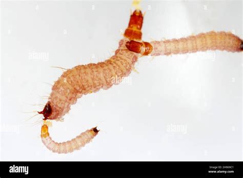 Cleridae Larvae