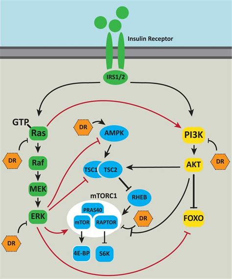 Ras Signaling In Aging And Metabolic Regulation Ios Press