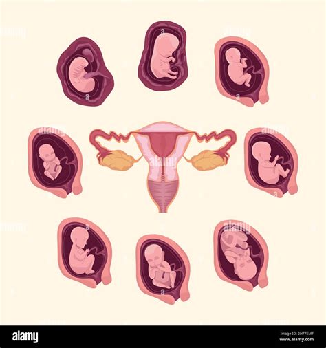 Human Embryo Development Cells Hi Res Stock Photography And Images Alamy