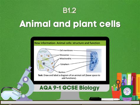 Animal And Plant Cells Teaching Resources