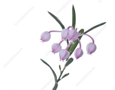 Bog rosemary (Andromeda polifolia) flowers - Stock Image - C041/7876 - Science Photo Library