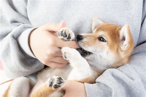 犬のしつけ方教室・幼稚園・歯みがき教室・ノーズワークは、神奈川県横須賀市と葉山町の境にある「こうめ動物病院」へ