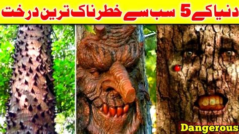 5 Most Dangerous Trees In The World 🥵 دنیا کے خطرناک ترین درخت Wma Facts 😢 Youtube