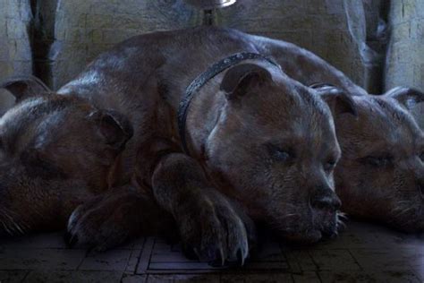 10 Animales Fantásticos En Harry Potter ¡nombres Y Fotos