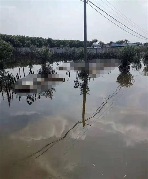 河南一村庄大量被淹死牲畜需要处理，当地已安排防疫专家到场