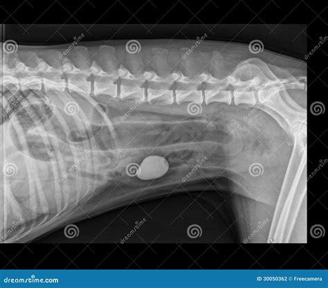 DOG BOWEL OBSTRUCTION X-RAY Royalty-Free Stock Image | CartoonDealer ...