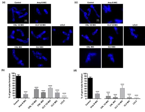 Effects Of Cnl Clv And Amp B On C Albicans Germ Tube Formation Download Scientific Diagram