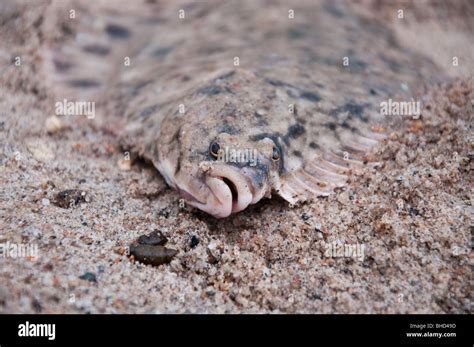 Close Up Fresh Caught Flat Fish On Sandy Beach Stock Photo Alamy