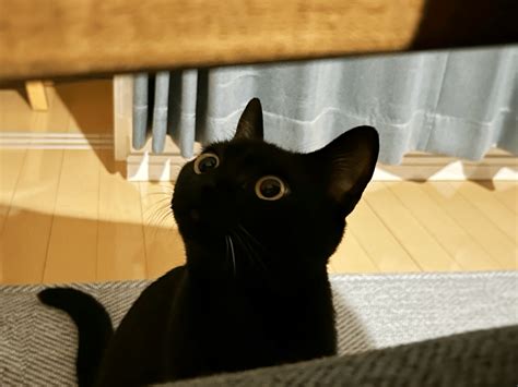 250日目｜黒猫ジジの生き様