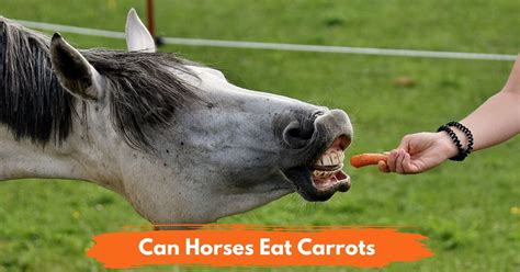 Can Horses Eat Carrots National Equine