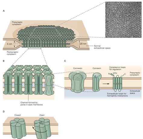 Synapses And Neurotransmitter Receptors Physiology