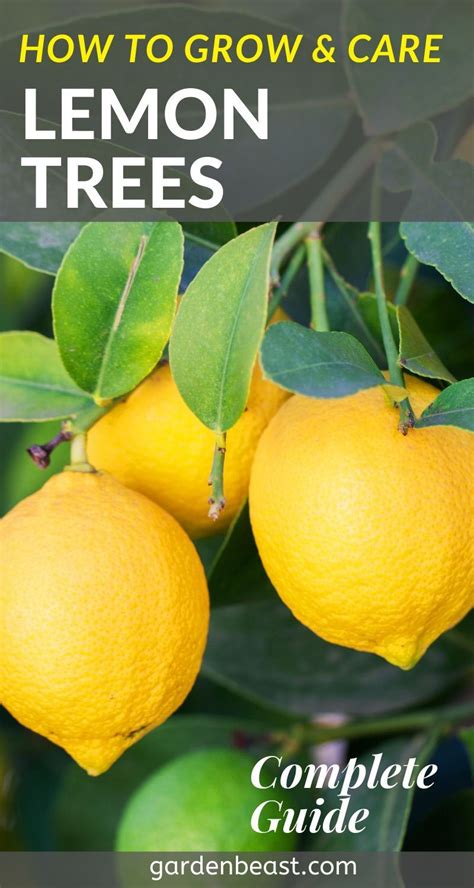 Lemon Tree Guide How To Grow And Care For Lemon Trees How To Grow