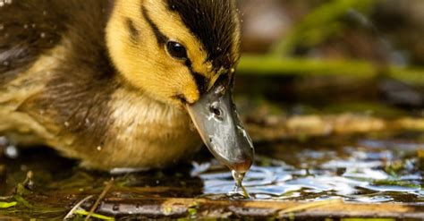 What Do Ducklings Eat 13 Foods For Baby Ducks Imp World