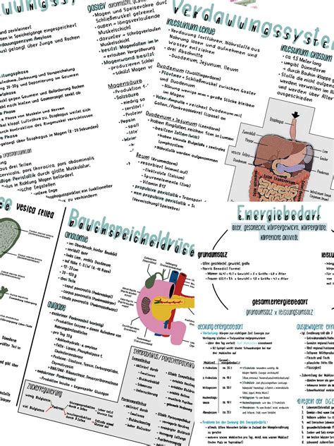 Lernzettel Verdauungssystem Und Ernährung Etsy UK
