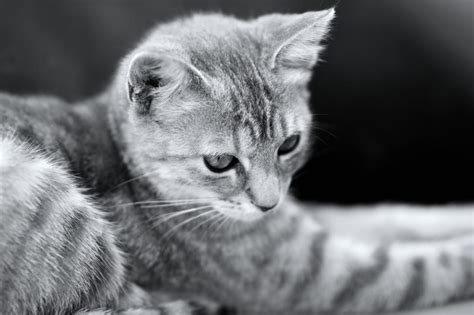 Grayscale Photography Of Cat Free Image Peakpx