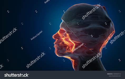 3d Male Head Cap Stock Illustration 1044943714 Shutterstock