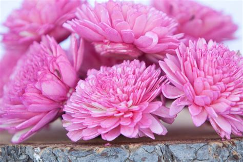 Hot Pink Zinnia Sola Flowers Set Of 10