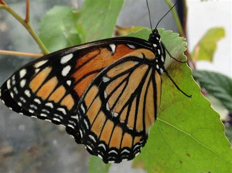 Our Butterflies Michigan Native Butterfly Farm