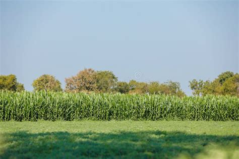 Green Corn Field India Stock Image Image Of Green Color 133209881