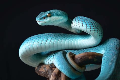 Blue Snake Wallpaper