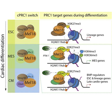 Polycomb Regulates Mesoderm Cell Fate Specification In Embryonic Stem