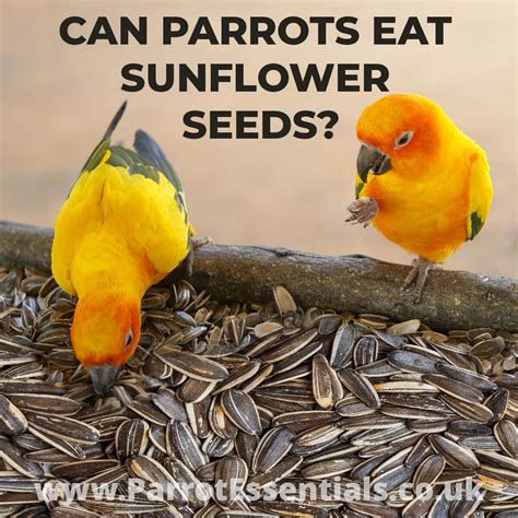 Can Parrots Eat Sunflower Seeds Parrot Essentials