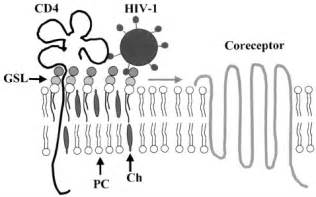 Plasma Membrane Glycosphingolipid Microdomains As Preferential Sites Of