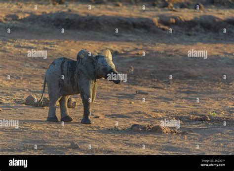 Cute baby elephant, elephant calf Stock Photo - Alamy