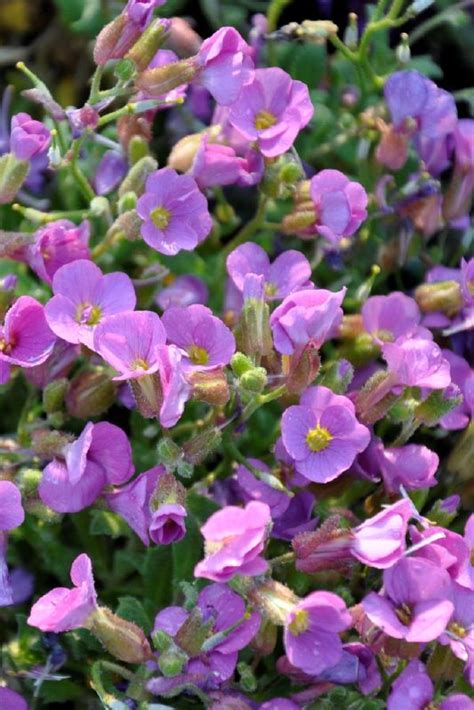 Aubrieta X Cultorum Kitte Rose Frikarti Stauden AG