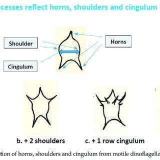 Reflection of horns, shoulders and cingulum from motile dinoflagellates... | Download Scientific ...