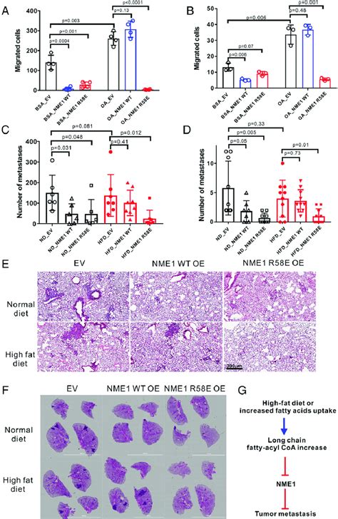 Inhibition Of Nme By Lcfa Coa Contributes To Breast Cancer Metastasis