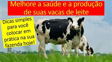 Como Melhorar A Saúde E A Produção De Vacas Leiteiras Dicas Simples