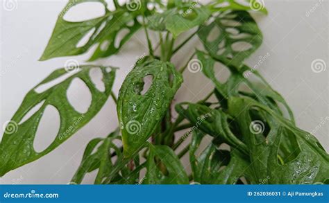 Ornamental Plant Native To Indonesia is Called JANDA BOLONG Stock Image ...