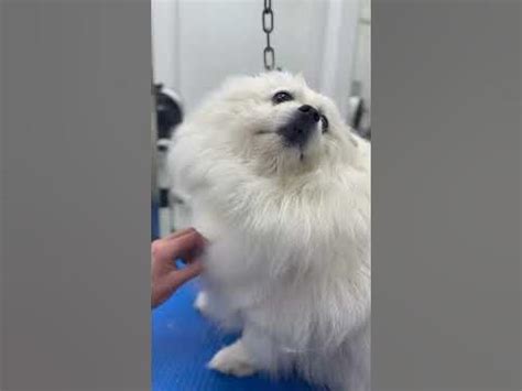 Мини-самоед 😁 #grooming #животные #собака #dog - YouTube