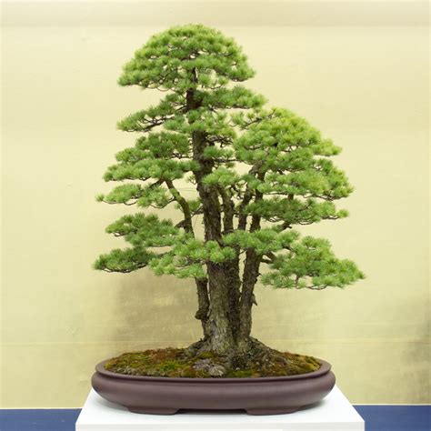 Bonsai from the Funayama Collection at the World Bonsai Convention ...